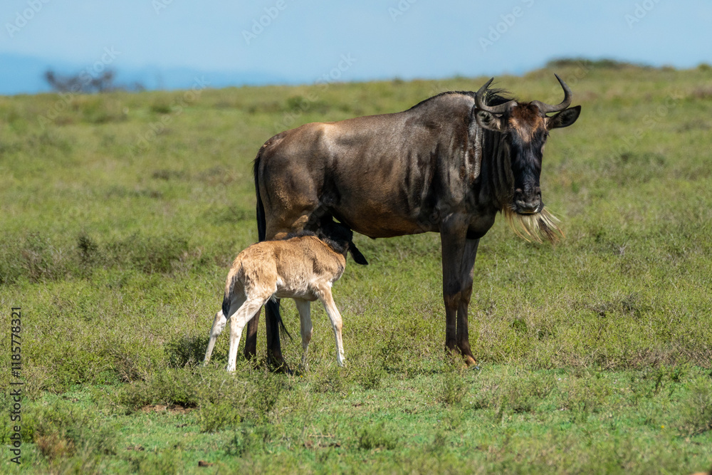 wildebeest with baby calf in the wild wildebeest with baby calf in the wild