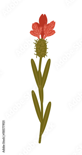 Vector illustration of a red wildflower isolated on a white background