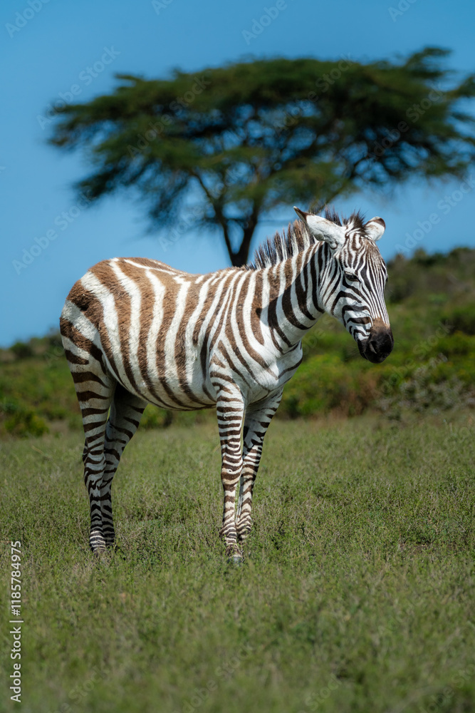 African Zebras roam the Savannah African Zebras roam the Savannah