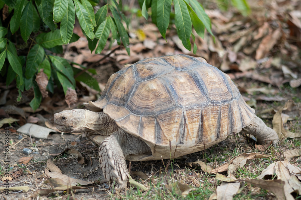 Sucata tortoise on the ground, closeup, animal Sucata tortoise on the ground, closeup, animal