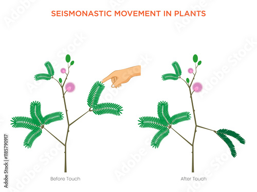 Illustration of Seismonastic Movement Human Hand Touching Shameplant photo