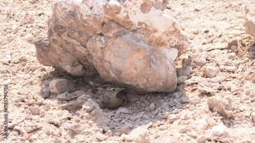 Fawn-coloured lark has nestled under a rock as protection from the heat of the African sun photo