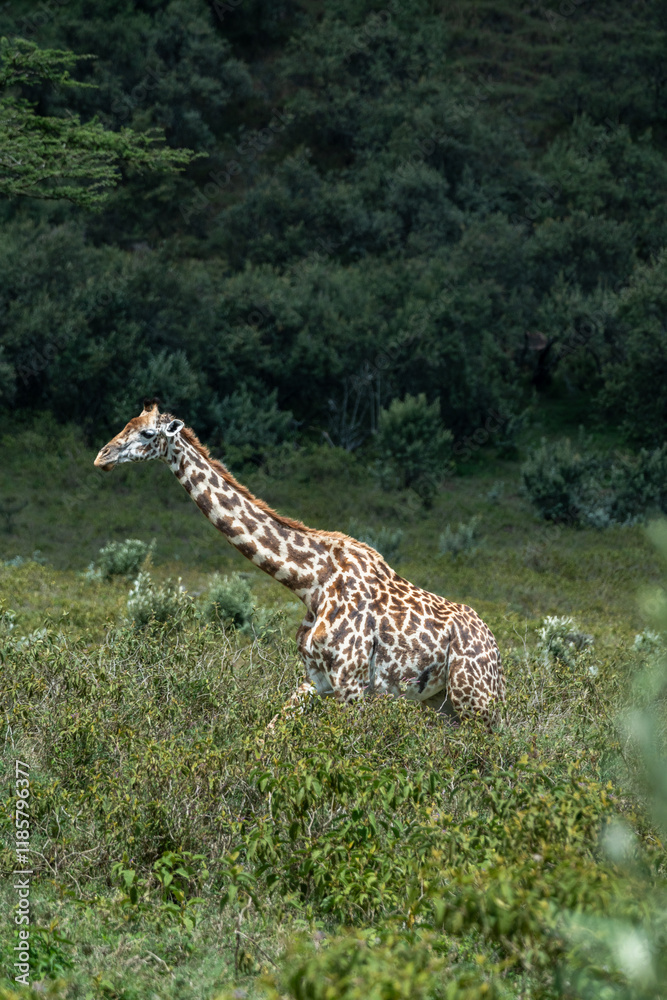 Obraz premium Rothschild giraffe in Maasai Mara, Kenya