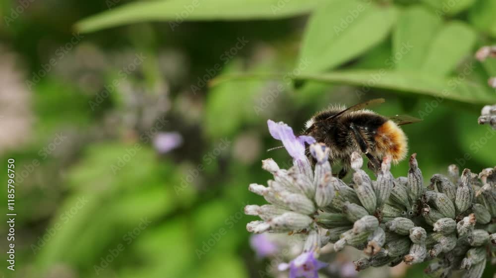 Close-up exploration of blooming lavender in a lush garden Close-up exploration of blooming lavender in a lush garden
