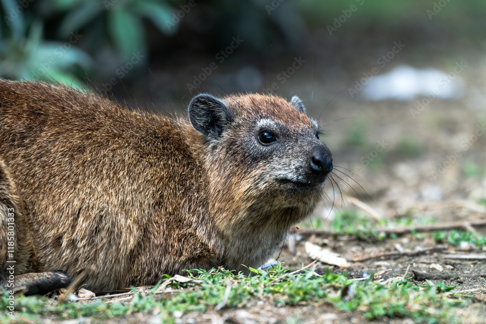 Close up shot of Hyrax in Africa Close up shot of Hyrax in Africa