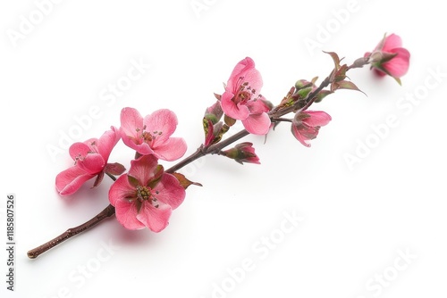 Vibrant Color Visual of Beautiful Pink Wax Flower Twig and Bud Over a White Background photo