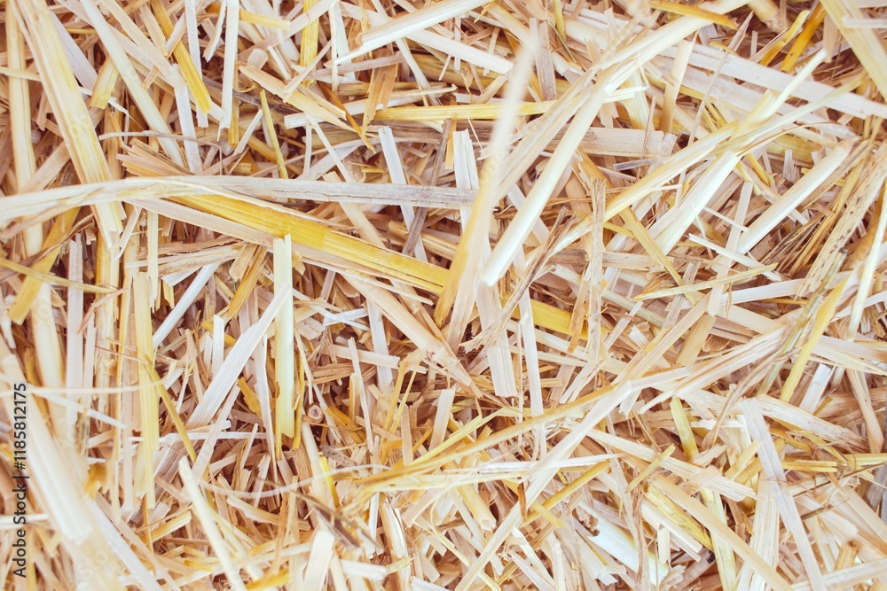 Wheat dry straw texture background, beveled wheat, cereal crops, top view. Wheat dry straw texture background, beveled wheat, cereal crops, top view.