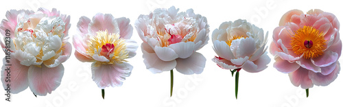 Five Pink and White Peonies...