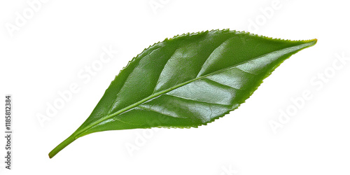 Single Green Tea Leaf, Isol...