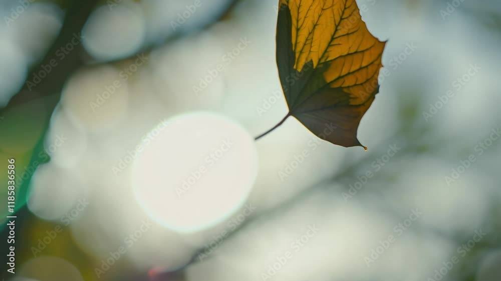 Graceful single leaf falling from a tree in slow motion, with ambient light, captured with a 50mm lens in an establishing scene Graceful single leaf falling from a tree in slow motion, with ambient light, captured with a 50mm lens in an establishing scene