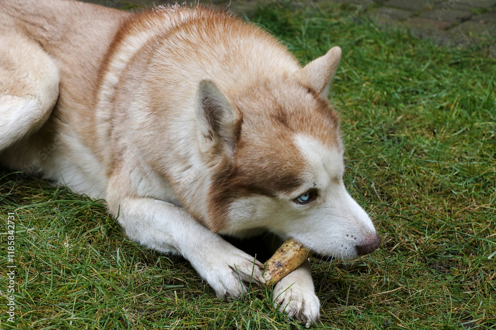 A Laika guard dog chewing on a bone, close-up. A Laika guard dog chewing on a bone, close-up.