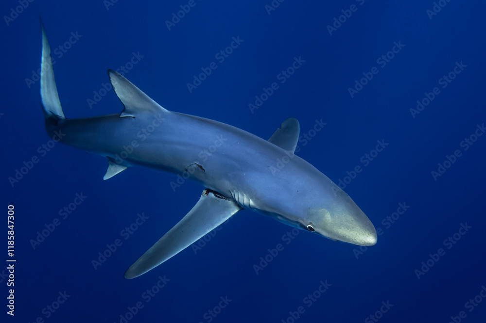 Fototapeta premium Blue shark (Prionace glauca) swimming by.