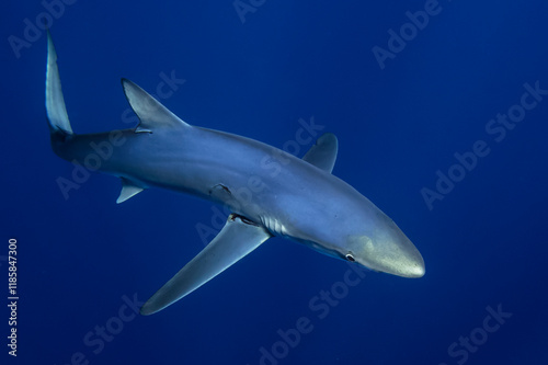 Blue shark (Prionace glauca) swimming by. photo