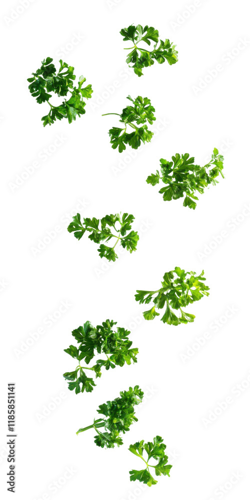 Fresh parsley isolated. Bright green herb, fresh flavor, versatile garnish, healthy ingredient, natural topping, culinary addition, aromatic parsley, vibrant leaves. Fresh parsley isolated. Bright green herb, fresh flavor, versatile garnish, healthy ingredient, natural topping, culinary addition, aromatic parsley, vibrant leaves.