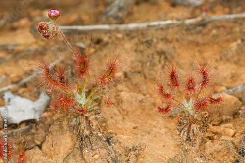 Australian carnivorous pygmy sundews (Drosera scorpioides) with sticky leaves, in natural habitat, Western Australia photo