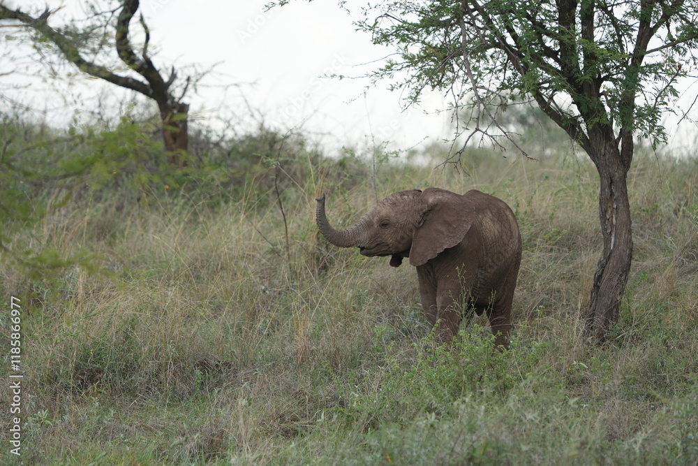 young african elephant playing and discovering its trunk in the serengeti national park in tanzania young african elephant playing and discovering its trunk in the serengeti national park in tanzania