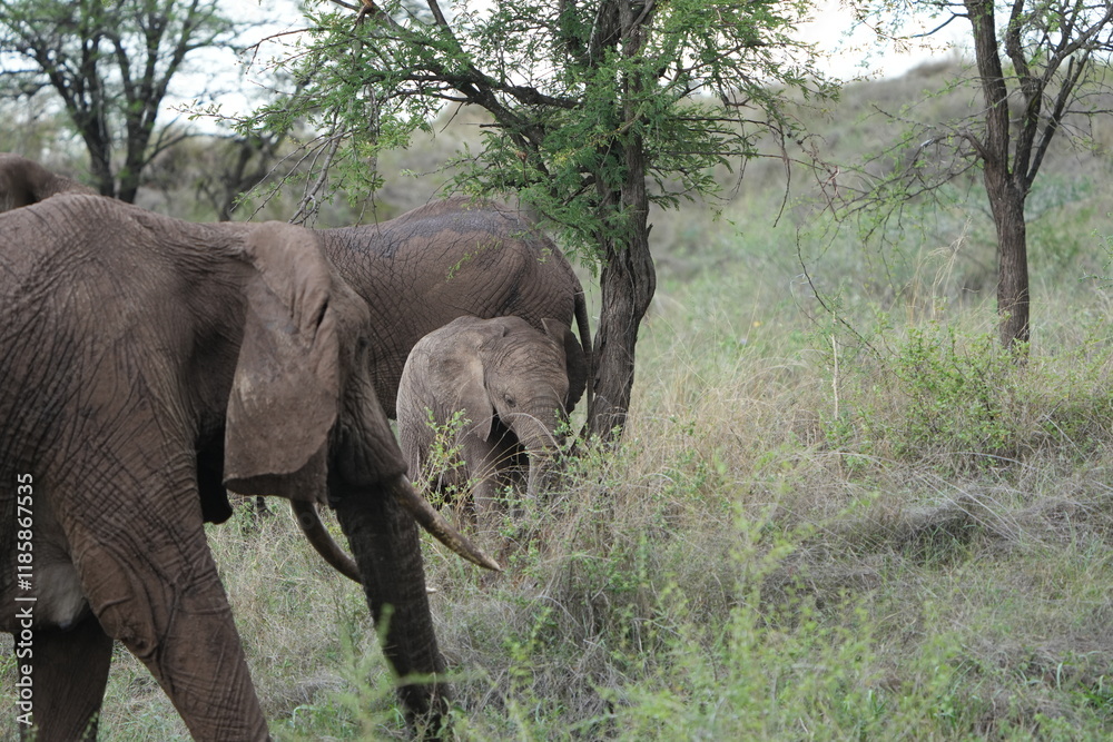 Fototapeta premium Baby Elephant with Mother in Serengeti National Park, Tanzania