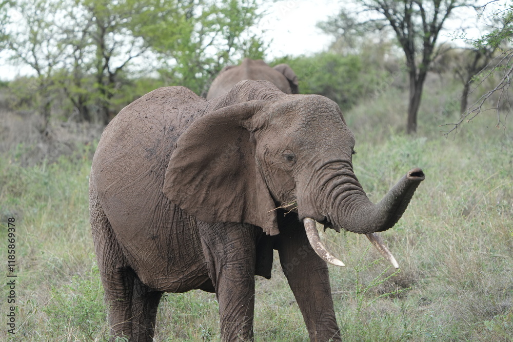 Fototapeta premium close up of an elephant in the serengeti Tanzania facing the camera, portrait, young adult elephant