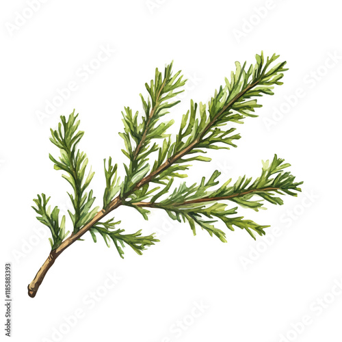 A watercolor drawing of a Cedarwood branch, isolated on a white background. Cedarwood branch vector.
