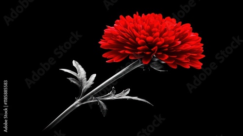 Single red chrysanthemum flower on black background.