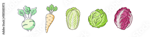 Illustration of Kohlrabi, Parsnip, and Cabbage Varieties - A vibrant illustration showcasing fresh vegetables, including kohlrabi, parsnip, napa cabbage, green cabbage, and radicchio, ideal for health
