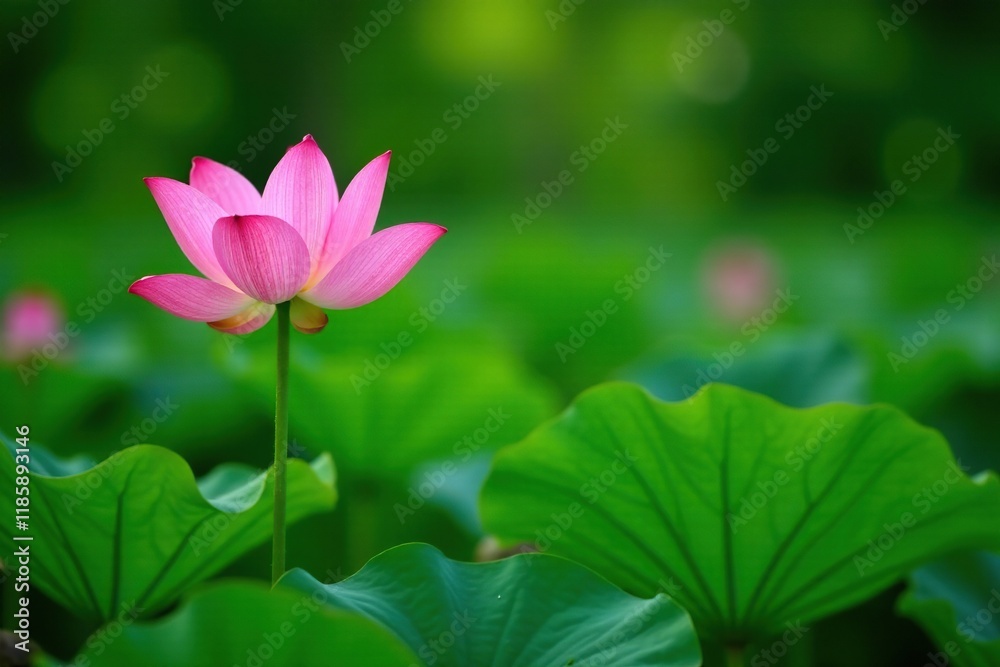 serene lotus bloom isolated amidst lush green foliage, garden, solitude, nature serene lotus bloom isolated amidst lush green foliage, garden, solitude, nature