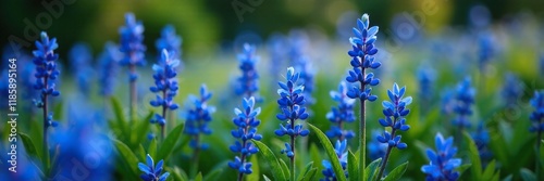 Teucrium fruticans Azureum in full bloom with blue flowers, flowering, spring blooming, Mediterranean photo