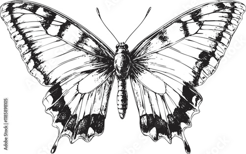 Black and white butterfly illustration with intricate wing patterns.
