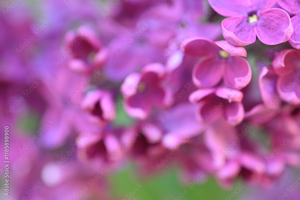 close up of lilac bloom, texture of lilac flowers close up of lilac bloom, texture of lilac flowers
