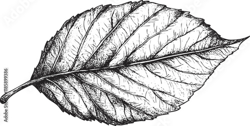 Detailed black and white illustration of a leaf with visible veins.