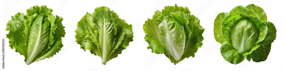 Obraz premium Fresh green lettuce leaves arranged creatively for healthy culinary presentations.