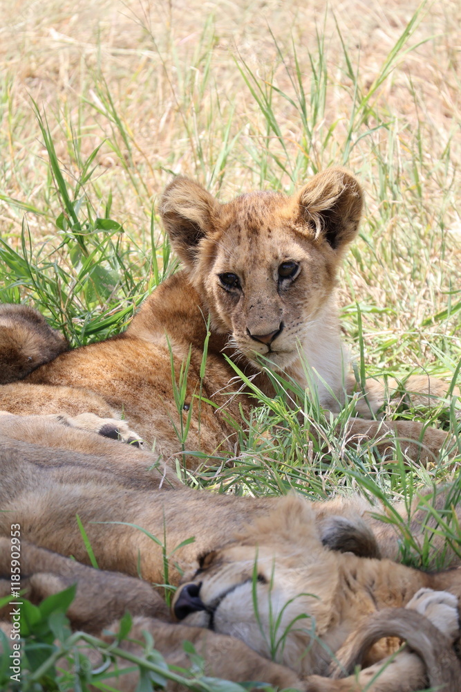 Naklejka premium lion cub and lioness