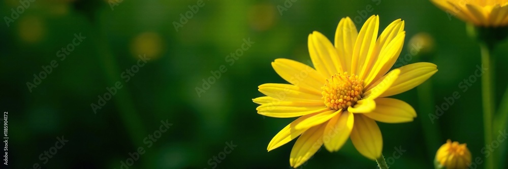 Bright yellow petals against a dark green foliage, naturephotography, bloom, sunnyday Bright yellow petals against a dark green foliage, naturephotography, bloom, sunnyday