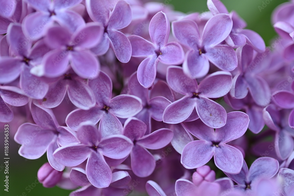 close up of lilac bloom, texture of lilac flowers close up of lilac bloom, texture of lilac flowers