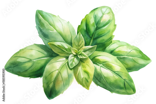 Fresh basil leaves, vibrant green colors, watercolor style, botanical illustration, culinary herb, natural beauty.