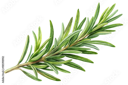 Fresh rosemary sprig, vibrant green leaves, botanical illustration, culinary herbs, natural beauty, organic gardening.