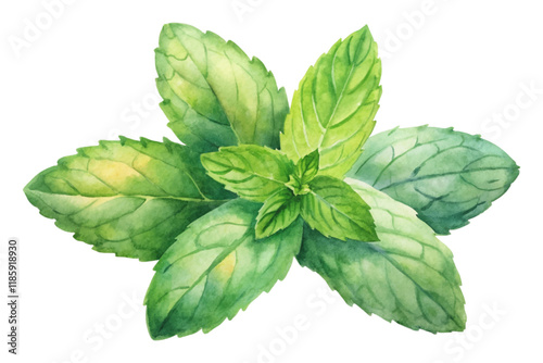 Fresh green mint leaves, vibrant watercolor illustration, botanical art, natural beauty, culinary use, herbal design.