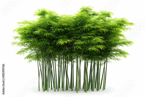 Bamboo Grove Thrives: Green Stalks Reach for Sunlight Majestically