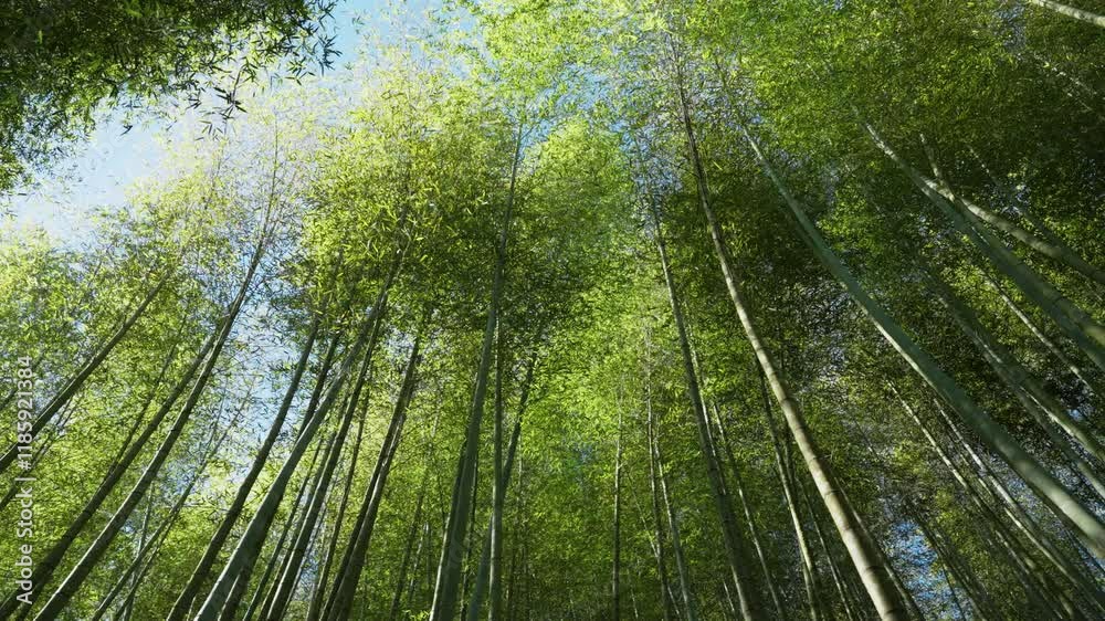 Green Bamboo forest with sunlight in Taiwan Green Bamboo forest with sunlight in Taiwan