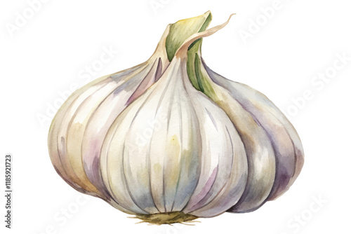 Watercolor garlic bulb, organic food illustration, culinary art, natural colors, fresh produce design.