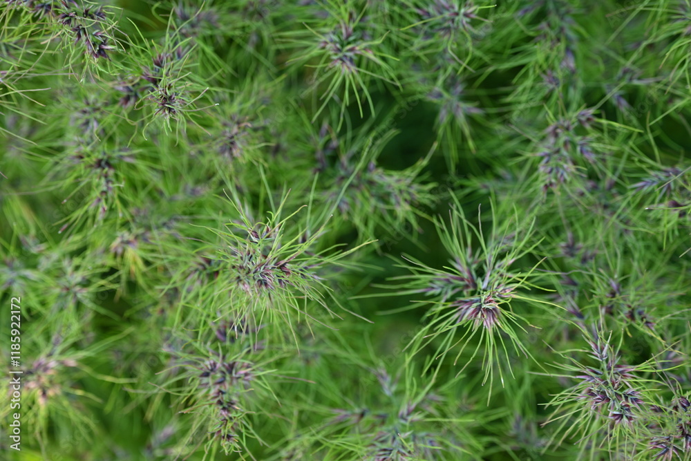green spikelets photo from above, grass texture photo from above green spikelets photo from above, grass texture photo from above
