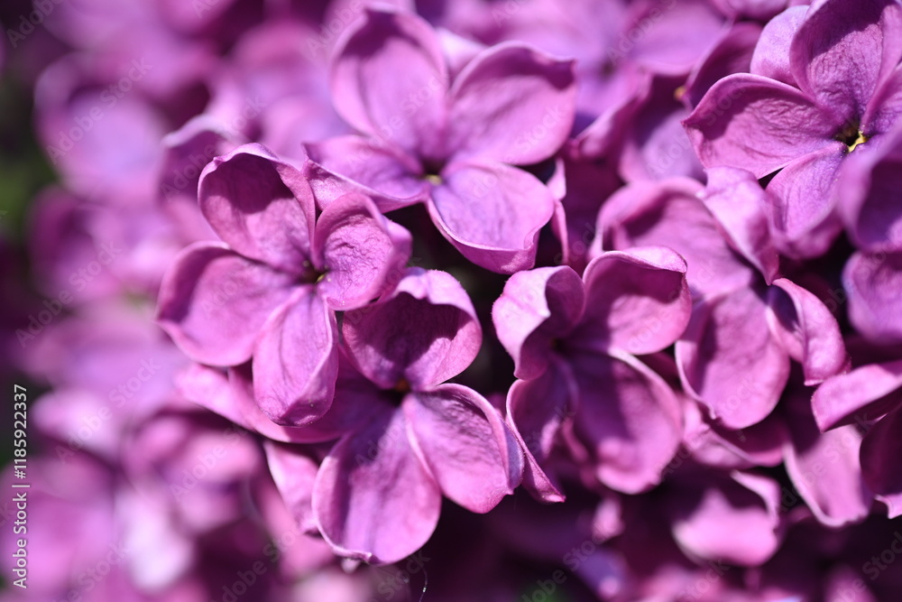 Obraz premium macro purple floral lilac background, Soft purple lilac background, lilac buds, violet color texture, purple lilac flowers on a green background 