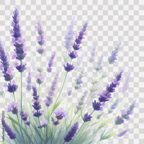 Watercolor painting of a lavender with leaves, isolated on transparent background.