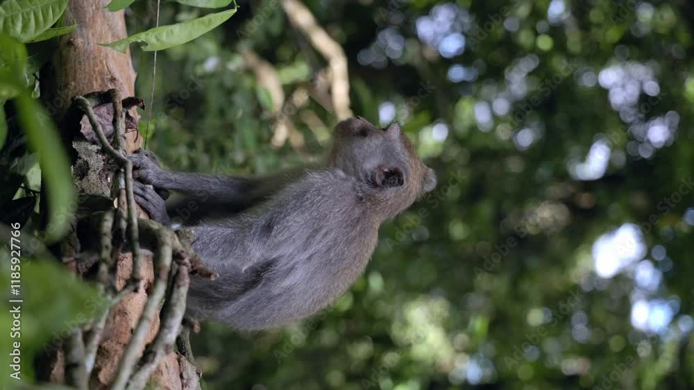 Monkey playing with a flower in Bali's Monkey playing with a flower in Bali's