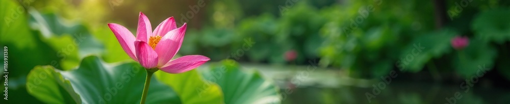 Blooming pink kaffir lily in a lush green garden with water, garden, foliage, flowers Blooming pink kaffir lily in a lush green garden with water, garden, foliage, flowers