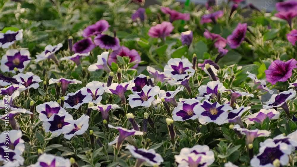 Rows of colorful petunia flowers in a nursery Rows of colorful petunia flowers in a nursery