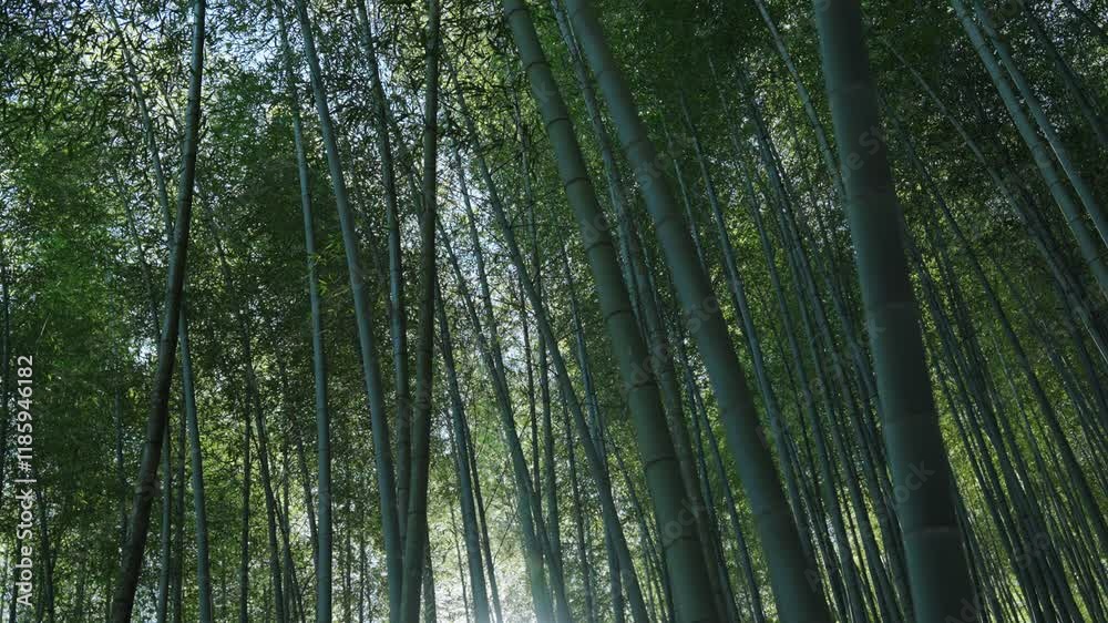 Green Bamboo forest with sunlight in Taiwan Green Bamboo forest with sunlight in Taiwan