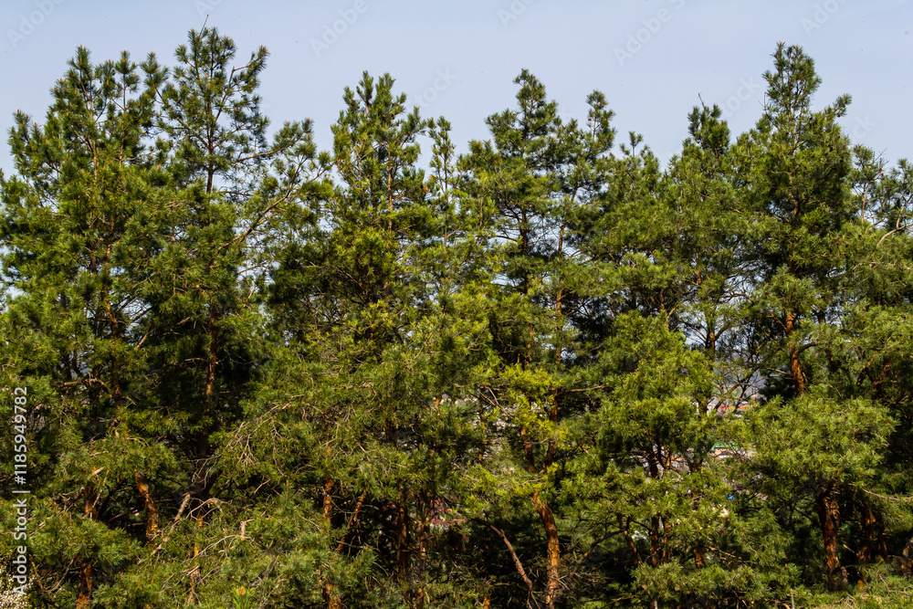 Lush green pine forest under a clear blue sky in daylight Lush green pine forest under a clear blue sky in daylight