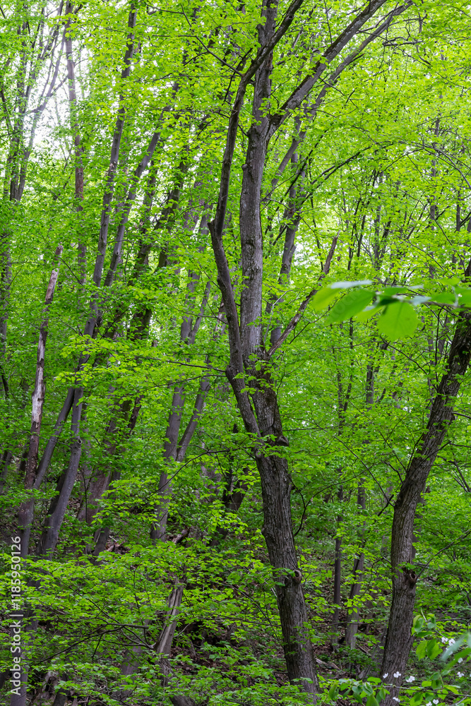 Lush green foliage fills the forest in spring, showcasing vibrant trees and serene nature Lush green foliage fills the forest in spring, showcasing vibrant trees and serene nature