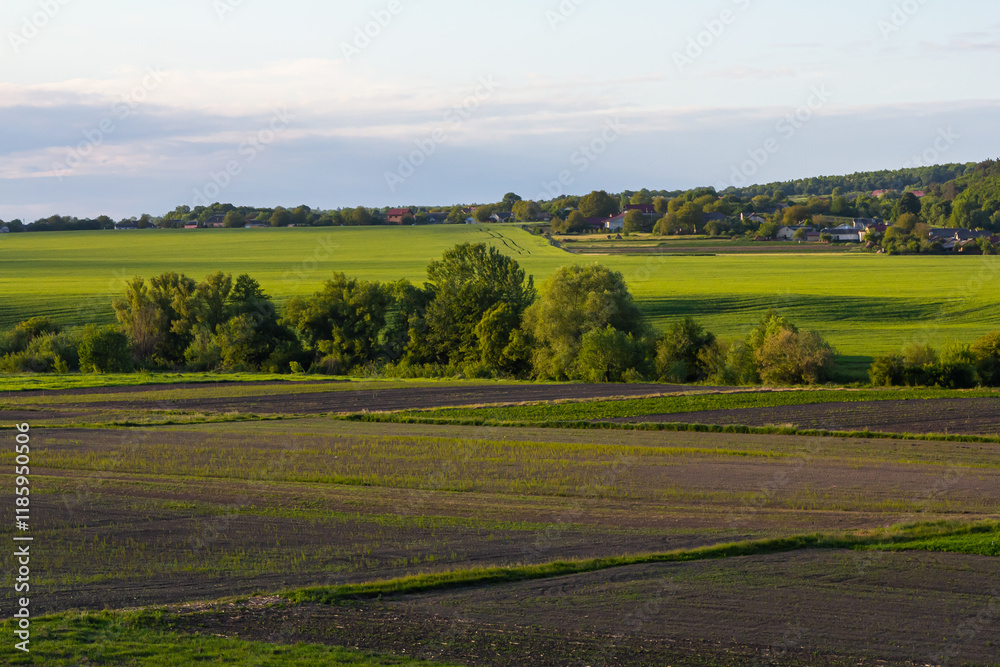 Fototapeta premium Lush farmland landscape showcasing vibrant green fields and distant trees during golden hour in a rural setting